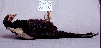 藍腹鷴藏品圖，第3張